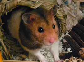 Beautiful syrian hamster,cage and loads of accessories