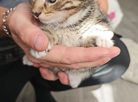 Tabby kittens