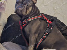 Blue french bulldog
