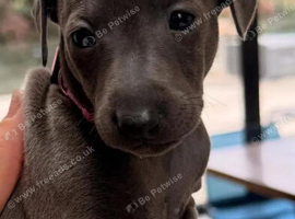 Beautiful Italian Greyhound Pups