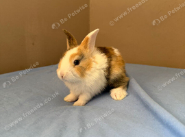 Beautiful Baby Rabbit with Unique Tricolour Markings