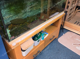 Axolotls and Full set up