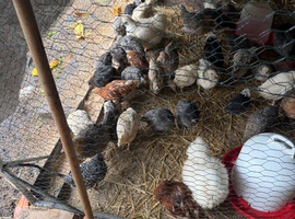 Chicken &pound;10 each