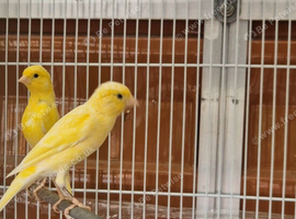 Pair off spainish razas