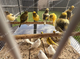 Canaries for sale