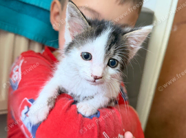 Gorgeous kittens for sale