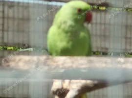 Ringnecks