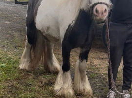 For sale Bruno,mini cob colth