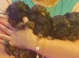 Beautiful absolutely stunning, very Unique Shihpoos, ready to Leave NOW