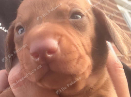 Miniature dachshund female