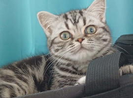 Bsh. Silver Tabby kittens. TICA