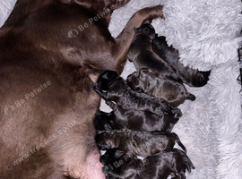 Mastador puppies
