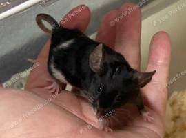 Friendly baby male fancy mouse with complete set up