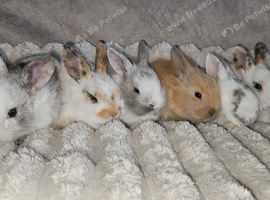 Beautiful baby lop bunnies