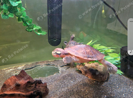 Pink Bellied Sideneck Turtle For Sale