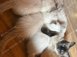 Stunning pure ragdoll kittens available 13/10