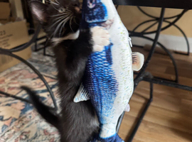 RAGDOLL MIX BOY READY NOW