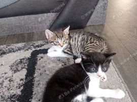Kittens