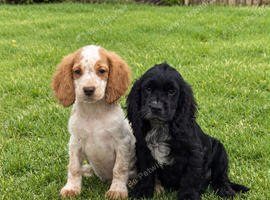 Cocker spaniel puppies