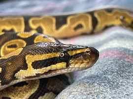 Five ball pythons new homes/home!