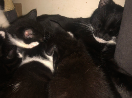 9 weeks old Beautiful Tuxedo Kittens