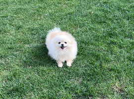 Adult Pom Girl