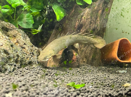 2 Young Bichirs & Tyretrack eel