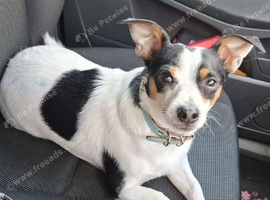 Jack Russell Boy