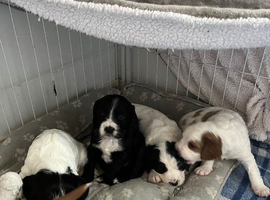 Beautiful rare cavapoo x sprocker puppies