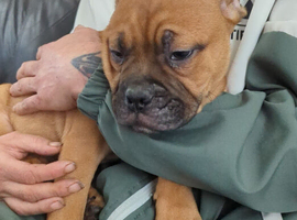 Victorian bulldog boy pup