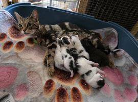 Kittens bengal cross