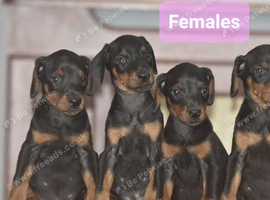 Extensively health tested dobermann pups