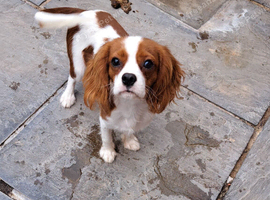 King Charles Cavalier  boy