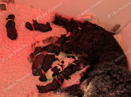 F1b Bernedoodle puppies