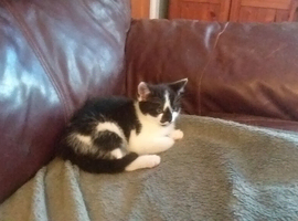 Boy kitten