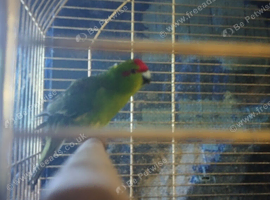 For sale