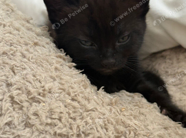 LAST KITTEN