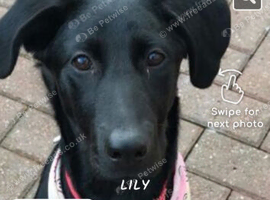 Doberman cross ladador