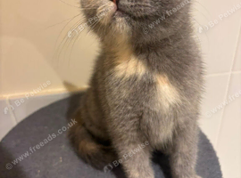 British shorthair hair