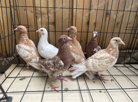 Muleuman racers pigeons for sale in Birmingham