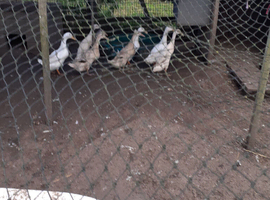 8 runner ducks for sale