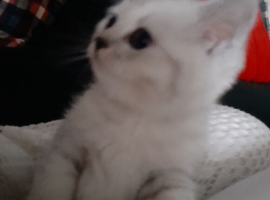 Scottish fold kitten.READY MONDAY.