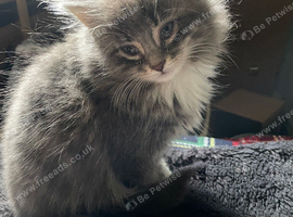 Two fluffy female kittens
