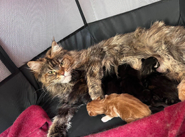 Maine coon