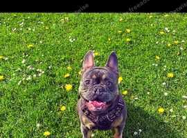 Dior the Male French bulldog for stud