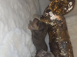 Miniature DACHSHUND