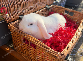 Male lops for sale - UNNEUTERED