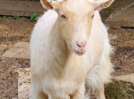 Guernsey type nanny