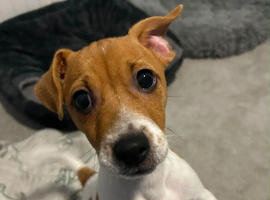 Male Jack Russell