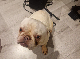 French bulldog male 2 years old